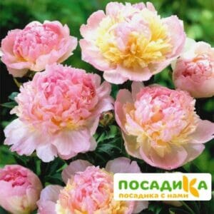 Пион Распберри Сандей (Paeonia Raspberry Sundae) купить по цене от 959р. в интернет-магазине «Посадика» с доставкой почтой в в Городской округ Черноголовкае и по всей России – [изображение №1].